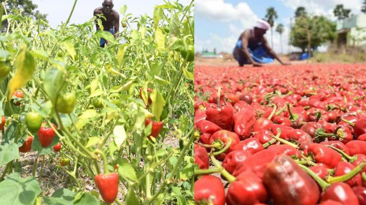 மிளகாயை காக்க ஏசி வசதியுடன் கூடிய குடோன் வேண்டும்.. விவசாயிகள் கோரிக்கை