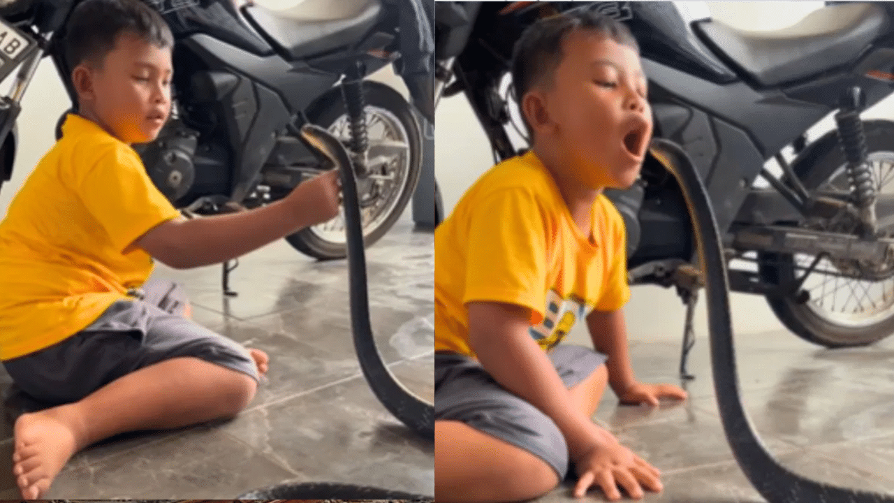 Viral Video: பயமில்லாமல் பாம்புடன் விளையாடும் சிறுவன் – மெய் சிலிர்க்க வைக்கும் வீடியோ Viral Video: பயமில்லாமல் பாம்புடன் விளையாடும் சிறுவன் – மெய் சிலிர்க்க வைக்கும் வீடியோ
