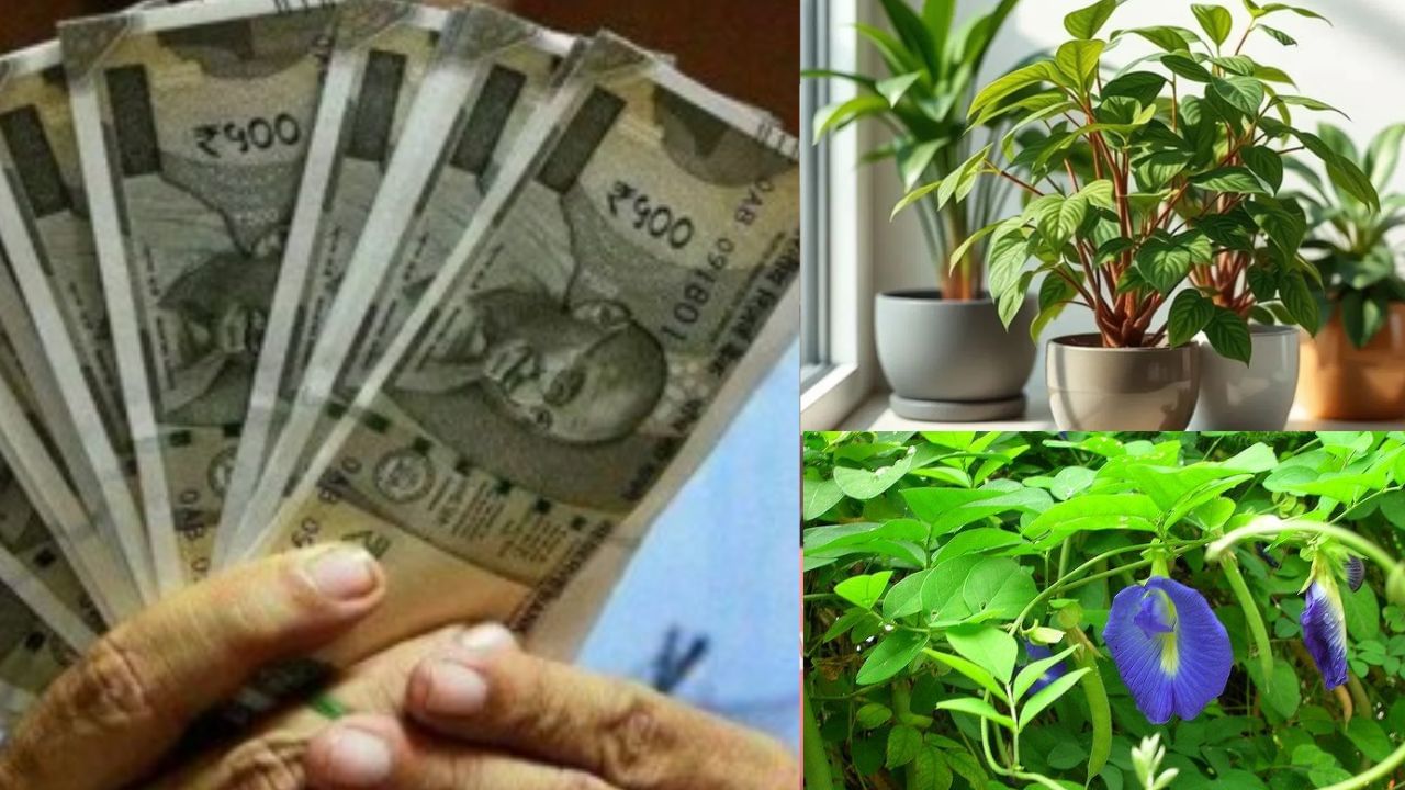 Vastu Tips: இந்த செடிகளை வீட்டில் வளர்த்தால் பண மழை தான்! Vastu Tips: இந்த செடிகளை வீட்டில் வளர்த்தால் பண மழை தான்!