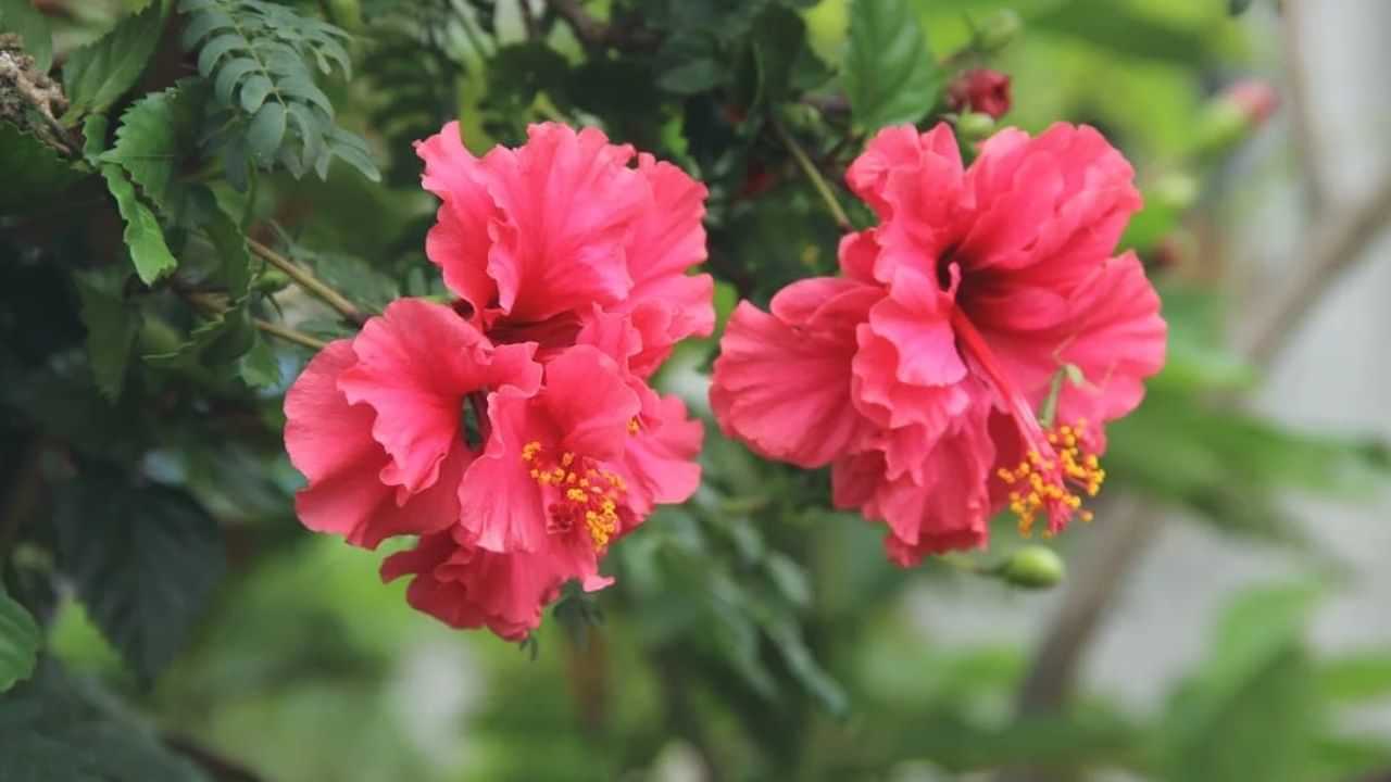 Vastu Tips: வாஸ்து டிப்ஸ்.. இந்த செடியை வீட்டில் வளர்த்தால் நிதி பிரச்னைகள் நீங்குமாம்!