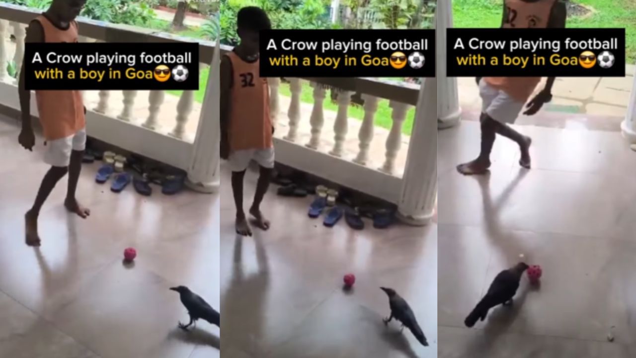 Viral Video : சிறுவனுடன் கால்பந்து விளையாடும் காகம்.. இணையத்தை ஆச்சர்யத்தில் ஆழ்த்திய வீடியோ! Viral Video : சிறுவனுடன் கால்பந்து விளையாடும் காகம்.. இணையத்தை ஆச்சர்யத்தில் ஆழ்த்திய வீடியோ!