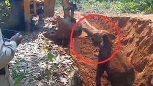 Viral Video : தன்னை காப்பாற்றிய ஜேசிபிக்கு நன்றி தெரிவித்த யானை.. இணையத்தில் வைரலாகும் நெகிழ்ச்சி வீடியோ!