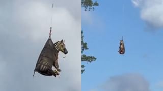 Viral Video : வீட்டில் இருந்து தப்பித்து ஓடிய ஜீப்ரா.. ஹெலிகாப்டரில் அந்தரத்தில் தொங்கியபடி பிடித்து வந்த அதிகாரிகள்.. வைரல் வீடியோ!