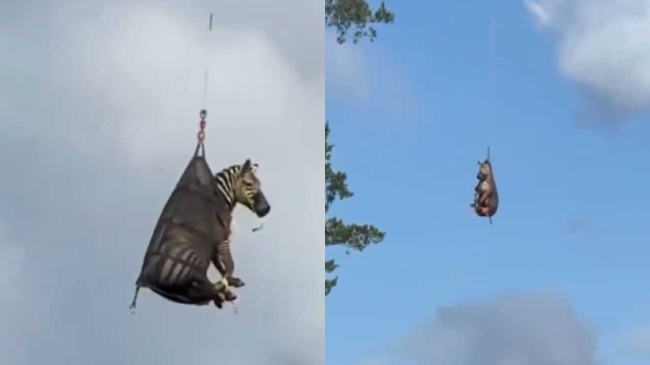 Viral Video : வீட்டில் இருந்து தப்பித்து ஓடிய ஜீப்ரா.. ஹெலிகாப்டரில் அந்தரத்தில் தொங்கியபடி பிடித்து வந்த அதிகாரிகள்.. வைரல் வீடியோ!