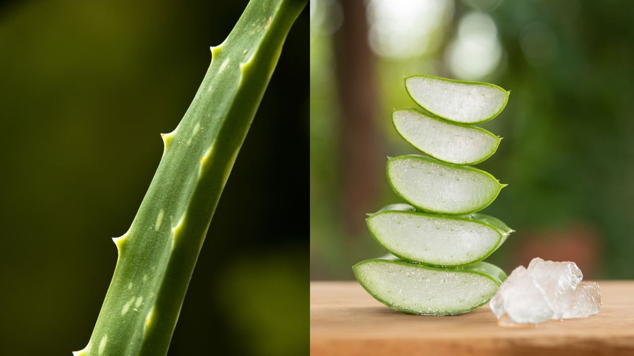 Aloe Vera Benefits: சரும பளபளப்பு முதல் செரிமான பராமரிப்பு வரை.. மழைக்காலத்தில் அற்புதம் செய்யும் கற்றாழை! Aloe Vera Benefits: சரும பளபளப்பு முதல் செரிமான பராமரிப்பு வரை.. மழைக்காலத்தில் அற்புதம் செய்யும் கற்றாழை!