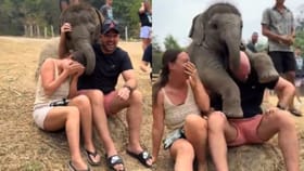 காதல் ஜோடியுடன் குழந்தையை போல் கொஞ்சி விளையாடிய குட்டி யானை.. வைரல் வீடியோ!...