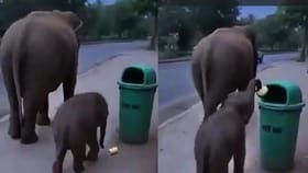 Viral Video : நடைபாதையில் கிடந்த குப்பை.. பொறுப்பாக எடுத்து குப்பை தொட்டியில் போட்ட யானை குட்டி!...