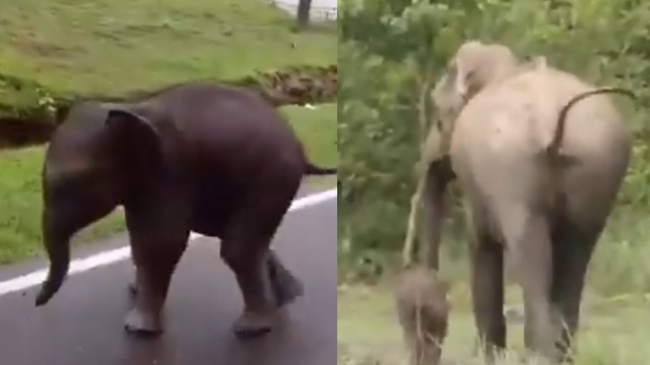 காணாமல் போன நிலையில், மீண்டும் தாயுடன் இணைந்த குட்டி யானை.. இணையத்தில் வைரலாகும் பாச போராட்ட வீடியோ!