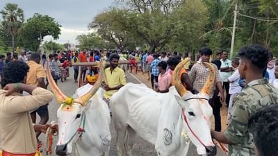 கோடை விழா.. தூதுக்குடியில் நடந்த மாட்டு வண்டிப் பந்தயம்.. கோடை விழா.. தூதுக்குடியில் நடந்த மாட்டு வண்டிப் பந்தயம்..