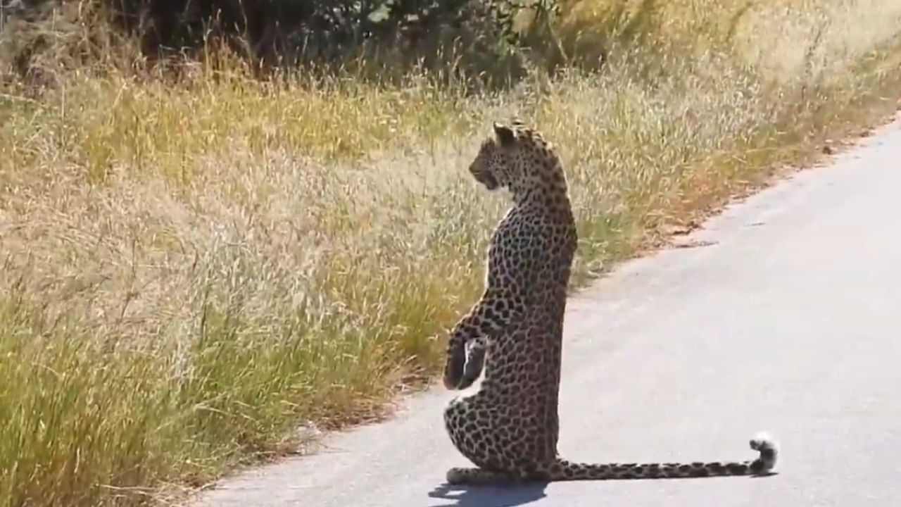 Viral Video : மனிதர்களை போல இரண்டு கால்களில் நின்று இரையை நோட்டமிட்ட சிறுத்தை.. வைரல் வீடியோ!