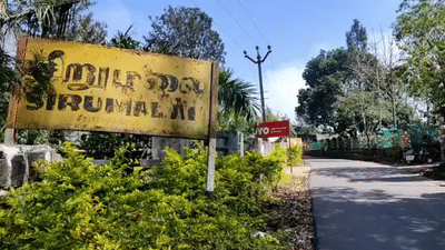 சிறுமலை பகுதியில் குடிநீருக்காக ஊருக்குள் வரும் வனவிலங்குகள்! சிறுமலை பகுதியில் குடிநீருக்காக ஊருக்குள் வரும் வனவிலங்குகள்!