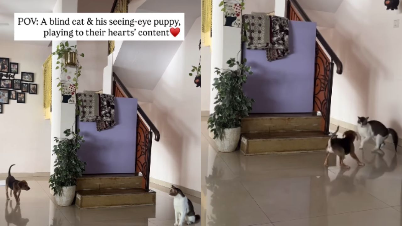 Viral Video : இதுதான் உண்மையான நட்பு.. கண் தெரியாத பூனையுடன் விளையாடும் நாய் குட்டி.. வியக்கும் இணையவாசிகள்!