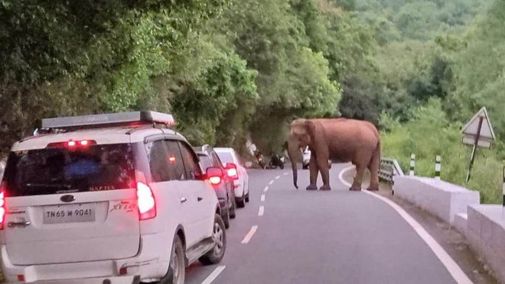 ஊருக்குள் நுழைந்த காட்டு யானைகள்- சுற்றுலாப்பயணிகள் அச்சம்..