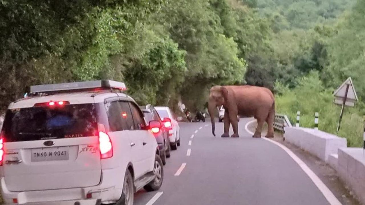 கோத்தகிரி-மேட்டுப்பாளையம் சாலையில் செல்வோரா நீங்கள்..? வாகன ஓட்டிகளுக்கு எச்சரிக்கை! கோத்தகிரி-மேட்டுப்பாளையம் சாலையில் செல்வோரா நீங்கள்..? வாகன ஓட்டிகளுக்கு எச்சரிக்கை!