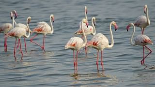 கோவளம் பகுதியில் குவிந்த பூநாரைகள்: சென்னை பறவை ஆர்வலர்களுக்கு ஓர் அரிய விருந்து!