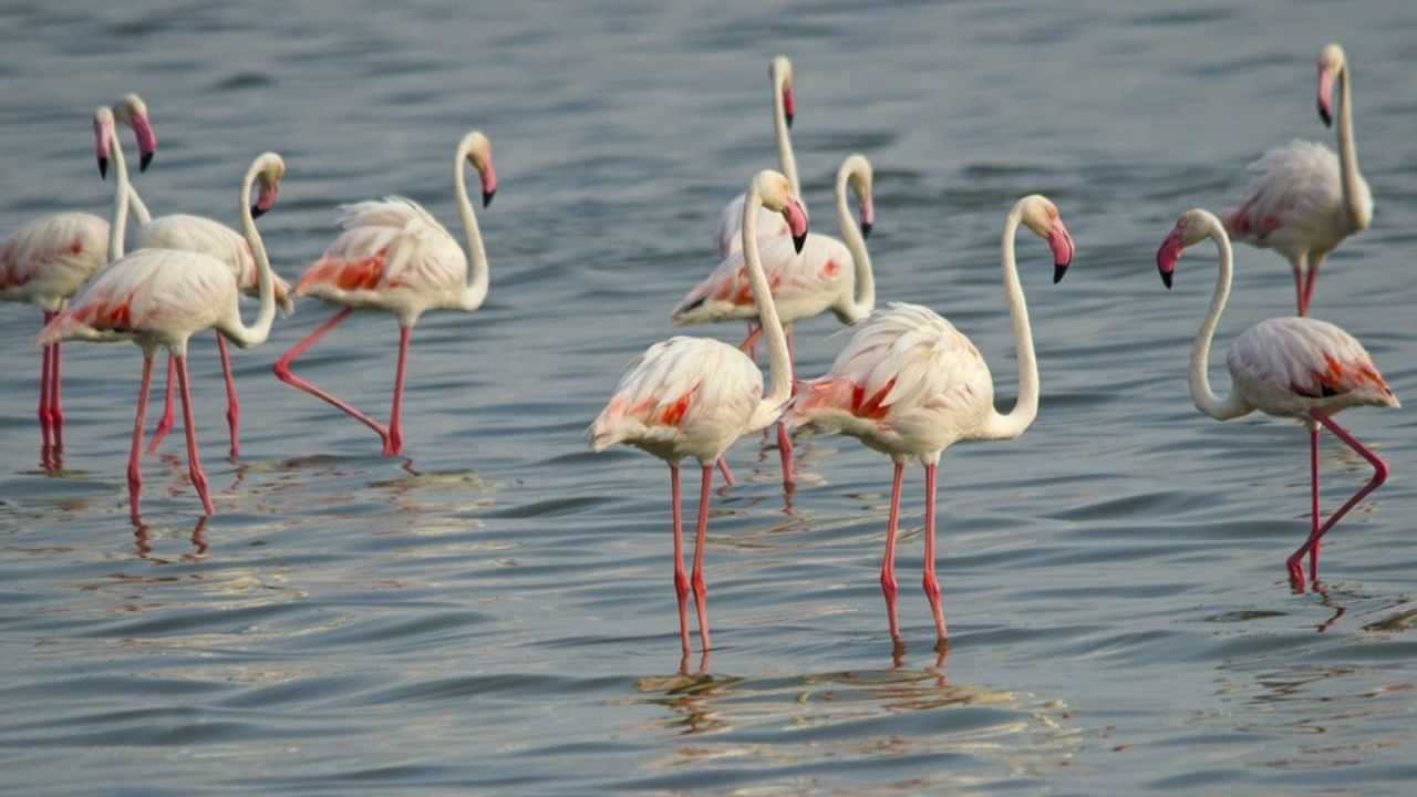 கோவளம் பகுதியில் குவிந்த பூநாரைகள்: சென்னை பறவை ஆர்வலர்களுக்கு ஓர் அரிய விருந்து! கோவளம் பகுதியில் குவிந்த பூநாரைகள்: சென்னை பறவை ஆர்வலர்களுக்கு ஓர் அரிய விருந்து!