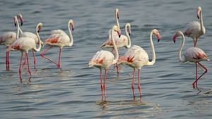 கோவளம் பகுதியில் குவிந்த பூநாரைகள்: சென்னை பறவை ஆர்வலர்களுக்கு ஓர் அரிய விருந்து!