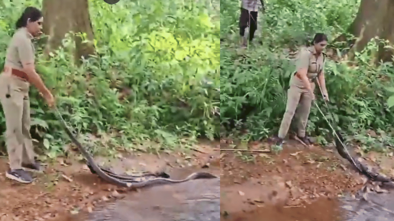 Viral Video : 16 அடி நீளமுள்ள ராஜ நாகத்தை மீட்ட வனத்துறை அதிகாரி – குவியும் பாராட்டு Viral Video : 16 அடி நீளமுள்ள ராஜ நாகத்தை மீட்ட வனத்துறை அதிகாரி – குவியும் பாராட்டு