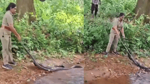 Viral Video : 16 அடி நீளமுள்ள ராஜ நாகத்தை மீட்ட வனத்துறை அதிகாரி – குவியும் பாராட்டு