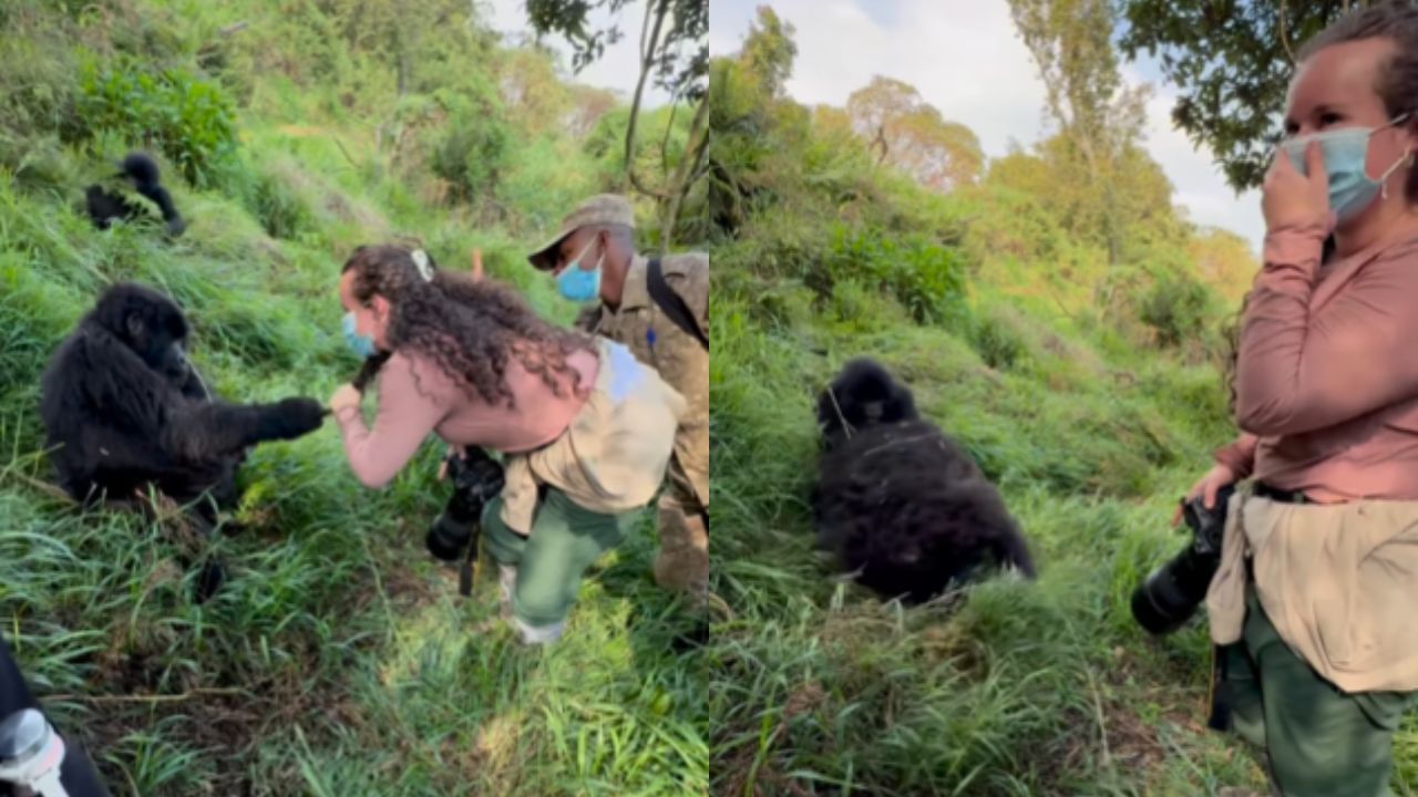 Viral Video : பெண்ணின் தலை முடியை பிடித்து இழுத்த ஆண் கொரிலா.. Possessive ஆன பெண் கொரிலா.. கியூட் வீடியோ! Viral Video : பெண்ணின் தலை முடியை பிடித்து இழுத்த ஆண் கொரிலா.. Possessive ஆன பெண் கொரிலா.. கியூட் வீடியோ!