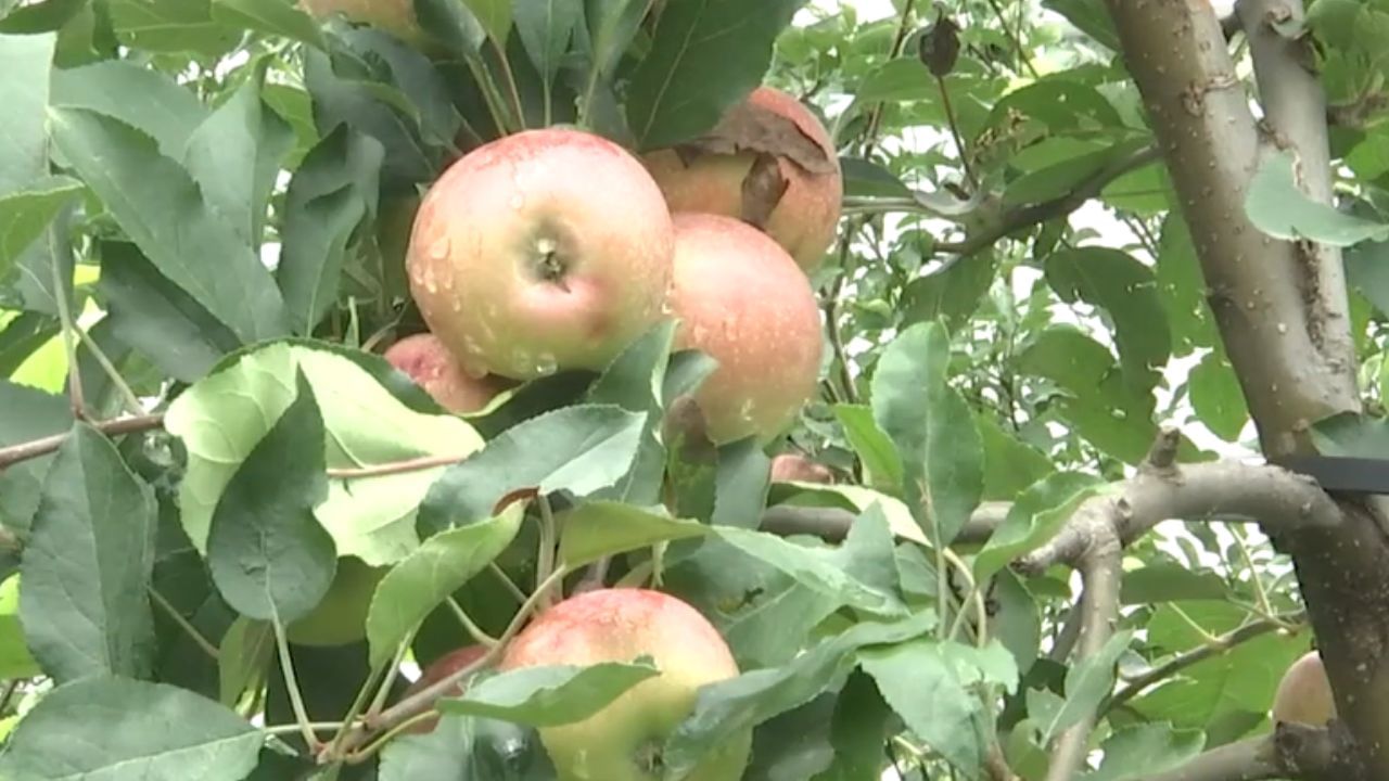 அதிக அடர்த்தி நடவு முறை.. காய்த்து குலுங்கும் ஆப்பிள்கள்!