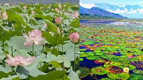 காஷ்மீரின் வூலர் ஏரியில் 30 ஆண்டுகளுக்குப் பிறகு மீண்டும் பூத்த தாமரைகள்… காஷ்மீரின் வூலர் ஏரியில் 30 ஆண்டுகளுக்குப் பிறகு மீண்டும் பூத்த தாமரைகள்…...