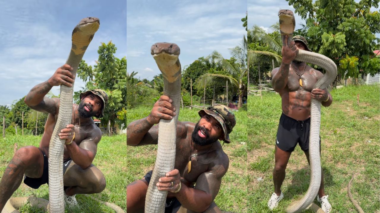 Viral Video : அச்சுறுத்தும் தோற்றம் கொண்ட ராஜ நாகத்தை அசால்டாக கையாண்ட நபர்.. வைரல் வீடியோ! Viral Video : அச்சுறுத்தும் தோற்றம் கொண்ட ராஜ நாகத்தை அசால்டாக கையாண்ட நபர்.. வைரல் வீடியோ!