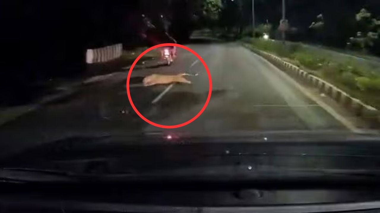 Viral Video : இரு சக்கர வாகனத்தின் மீது திடீரென பாய்ந்த சிறுத்தை.. நொடி பொழுதில் உயிர் தப்பிய வாகன ஓட்டிகள்!