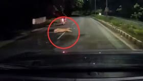 Viral Video : இரு சக்கர வாகனத்தின் மீது திடீரென பாய்ந்த சிறுத்தை.. நொடி பொழுதில் உயிர் தப்பிய வாகன ஓட்டிகள்!...