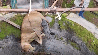 குஜராத்தில் கிணற்றில் தவறி விழுந்த சிங்கம் - பத்திரமாக மீட்பு! குஜராத்தில் கிணற்றில் தவறி விழுந்த சிங்கம் - பத்திரமாக மீட்பு!