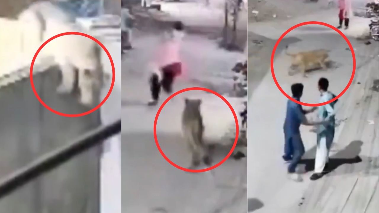 Viral Video : வீட்டில் இருந்து தப்பியோடிய வளர்ப்பு சிங்கம்.. பொதுமக்களை தாக்கியதால் பரபரப்பு! Viral Video : வீட்டில் இருந்து தப்பியோடிய வளர்ப்பு சிங்கம்.. பொதுமக்களை தாக்கியதால் பரபரப்பு!