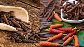 Health Tips: தீராத நோயை தீர்க்கும் குணம் கொண்ட திப்பிலி.. எவ்வாறு உட்கொள்வது..? Health Tips: தீராத நோயை தீர்க்கும் குணம் கொண்ட திப்பிலி.. எவ்வாறு உட்கொள்வது..?...