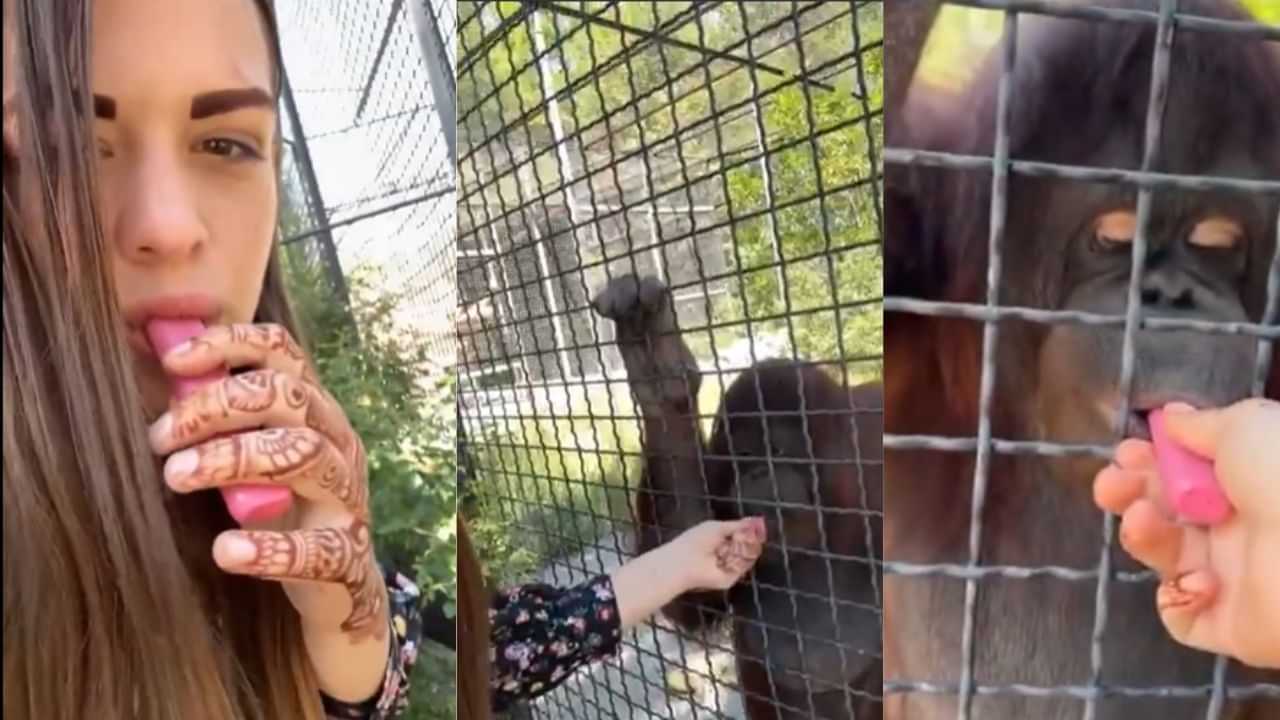 Viral Video : உராங்குட்டானை புகை பிடிக்க வைத்த இளம் பெண்.. சர்ச்சையை ஏற்படுத்திய வீடியோ!
