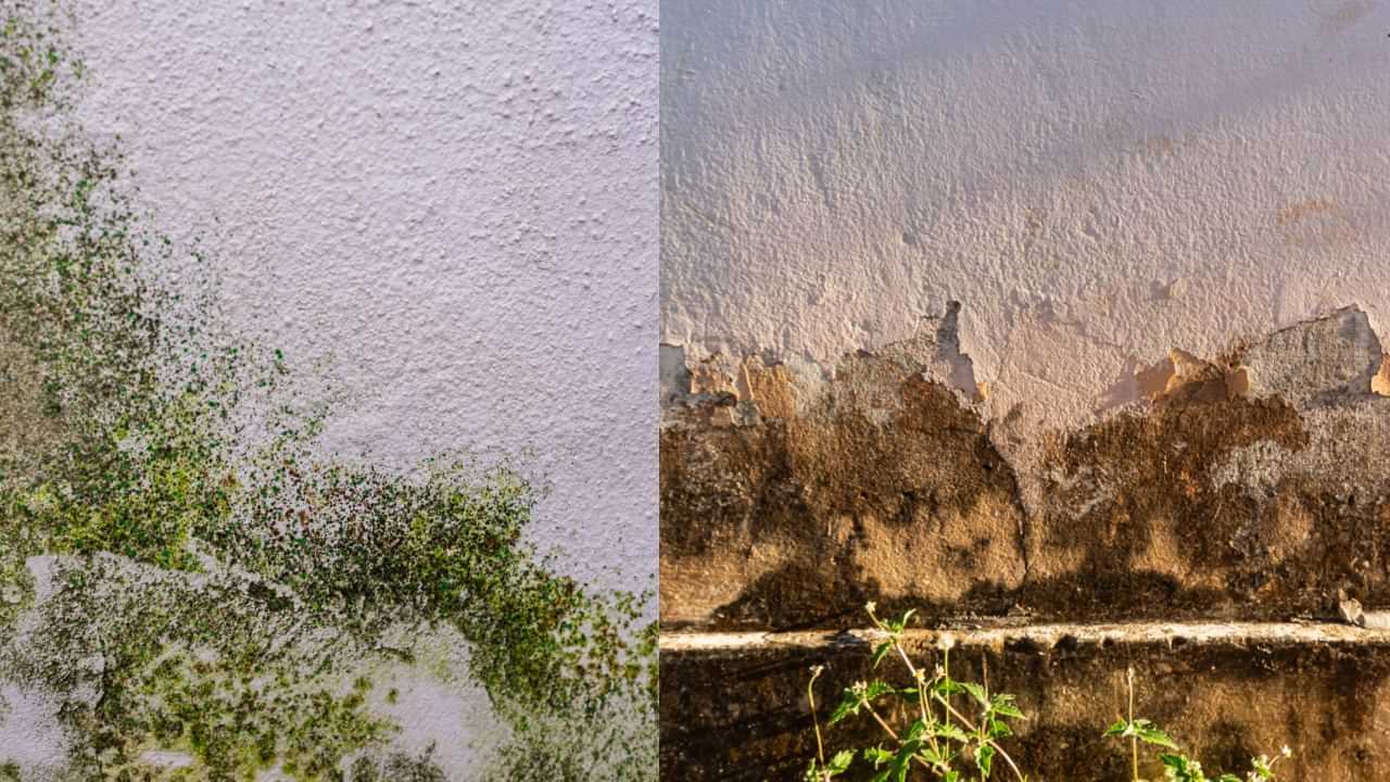 Monsoon Home Care Tips: மழைக்காலத்தில் சுவர்களில் ஈரப்பதமா..? வீட்டைப் பாதுகாக்கும் 5 எளிய வழிகள்..!