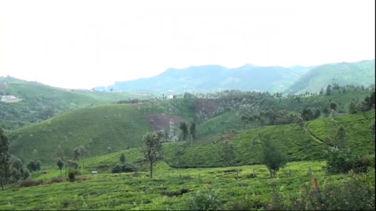 கிலோவுக்கு ரூ. 40 விலை வேண்டும்.. நீலகிரி தேயிலை விவசாயிகள் போராட்டம்!