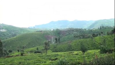 கிலோவுக்கு ரூ. 40 விலை வேண்டும்.. தேயிலை விவசாயிகள் போராட்டம்! கிலோவுக்கு ரூ. 40 விலை வேண்டும்.. தேயிலை விவசாயிகள் போராட்டம்!