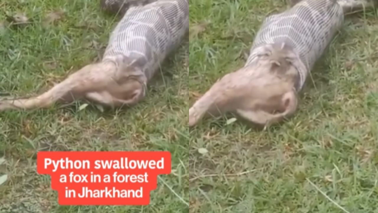 Viral Video : நரியை மொத்தமாக விழுங்கிய மலைப்பாம்பு.. நடுங்க வைக்கும் வீடியோ! Viral Video : நரியை மொத்தமாக விழுங்கிய மலைப்பாம்பு.. நடுங்க வைக்கும் வீடியோ!