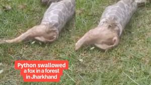 Viral Video : நரியை மொத்தமாக விழுங்கிய மலைப்பாம்பு.. நடுங்க வைக்கும் வீடியோ!