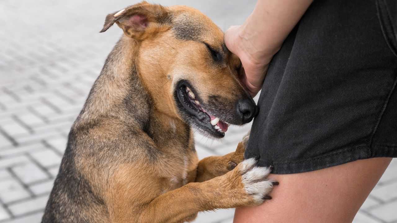Rabies Prevention: இந்தியாவில் அதிகரிக்கும் ரேபிஸ் நோய் பாதிப்பு.. தடுக்க என்ன செய்யலாம்..?