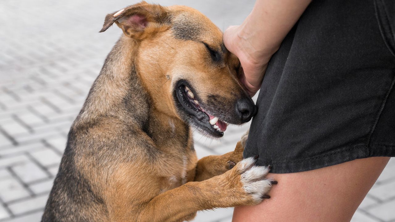 Rabies Prevention: இந்தியாவில் அதிகரிக்கும் ரேபிஸ் நோய் பாதிப்பு.. தடுக்க என்ன செய்யலாம்..? Rabies Prevention: இந்தியாவில் அதிகரிக்கும் ரேபிஸ் நோய் பாதிப்பு.. தடுக்க என்ன செய்யலாம்..?