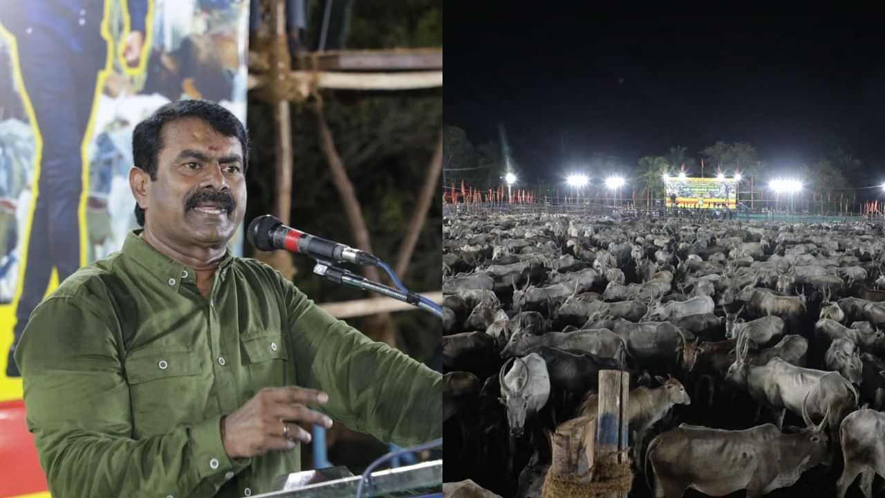 ஆடு மாடுகளுக்கு ஓட்டுரிமை வழங்க வேண்டும்.. மதுரையில் நடந்த மாநாட்டில் சீமான் பேச்சு.. ஆடு மாடுகளுக்கு ஓட்டுரிமை வழங்க வேண்டும்.. மதுரையில் நடந்த மாநாட்டில் சீமான் பேச்சு..