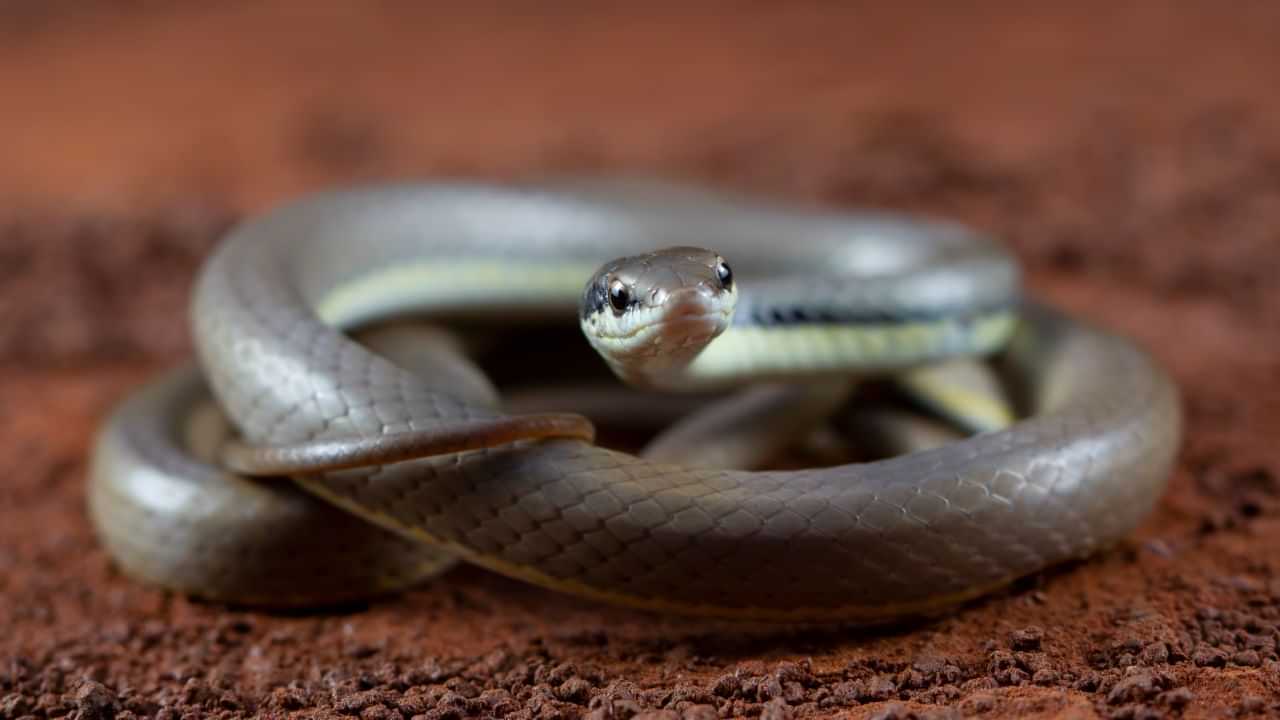 Home Snake Removal: மழைக்காலத்தில் வீட்டிற்குள் பாம்பா..? என்ன செய்யலாம்..? என்ன செய்யக்கூடாது..? முழு விவரம்! Home Snake Removal: மழைக்காலத்தில் வீட்டிற்குள் பாம்பா..? என்ன செய்யலாம்..? என்ன செய்யக்கூடாது..? முழு விவரம்!