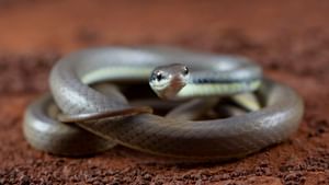 Home Snake Removal: மழைக்காலத்தில் வீட்டிற்குள் பாம்பா..? என்ன செய்யலாம்..? என்ன செய்யக்கூடாது..? முழு விவரம்!