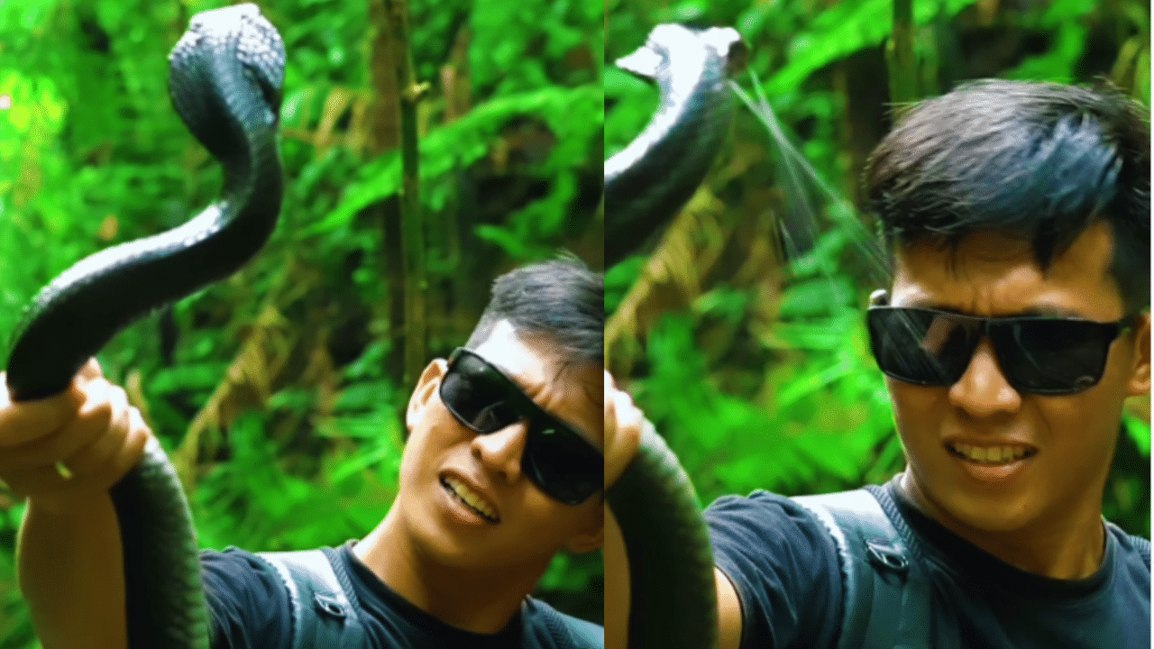 Viral Video: நாகப்பாம்புடன் விளையாடிய இளைஞர்… முகத்தில் விஷத்தை தெளித்த பாம்பு