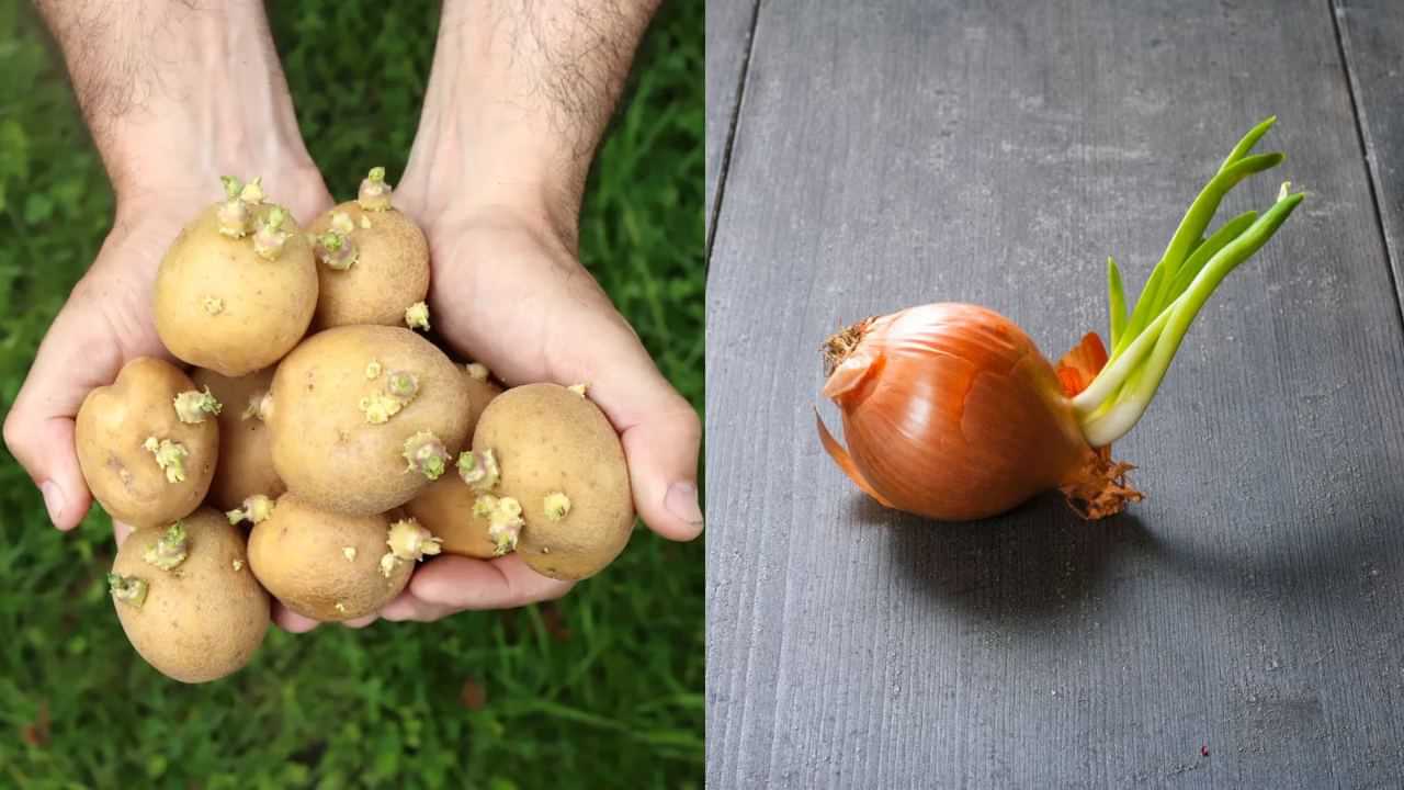 Food Safety Tips: முளைத்த உருளை, வெங்காயத்தை சாப்பிடலாமா..? இதனால் இவ்வளவு ஆபத்தா?