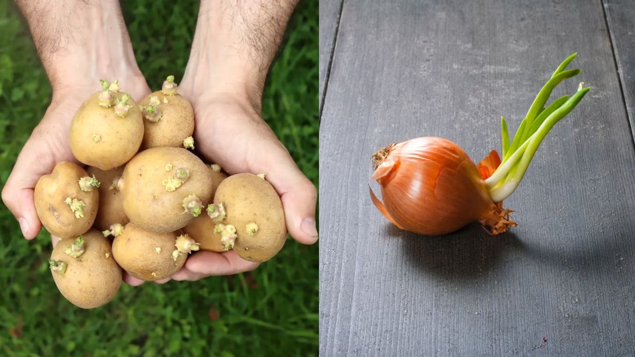Food Safety Tips: முளைத்த உருளை, வெங்காயத்தை சாப்பிடலாமா..? இதனால் இவ்வளவு ஆபத்தா? Food Safety Tips: முளைத்த உருளை, வெங்காயத்தை சாப்பிடலாமா..? இதனால் இவ்வளவு ஆபத்தா?