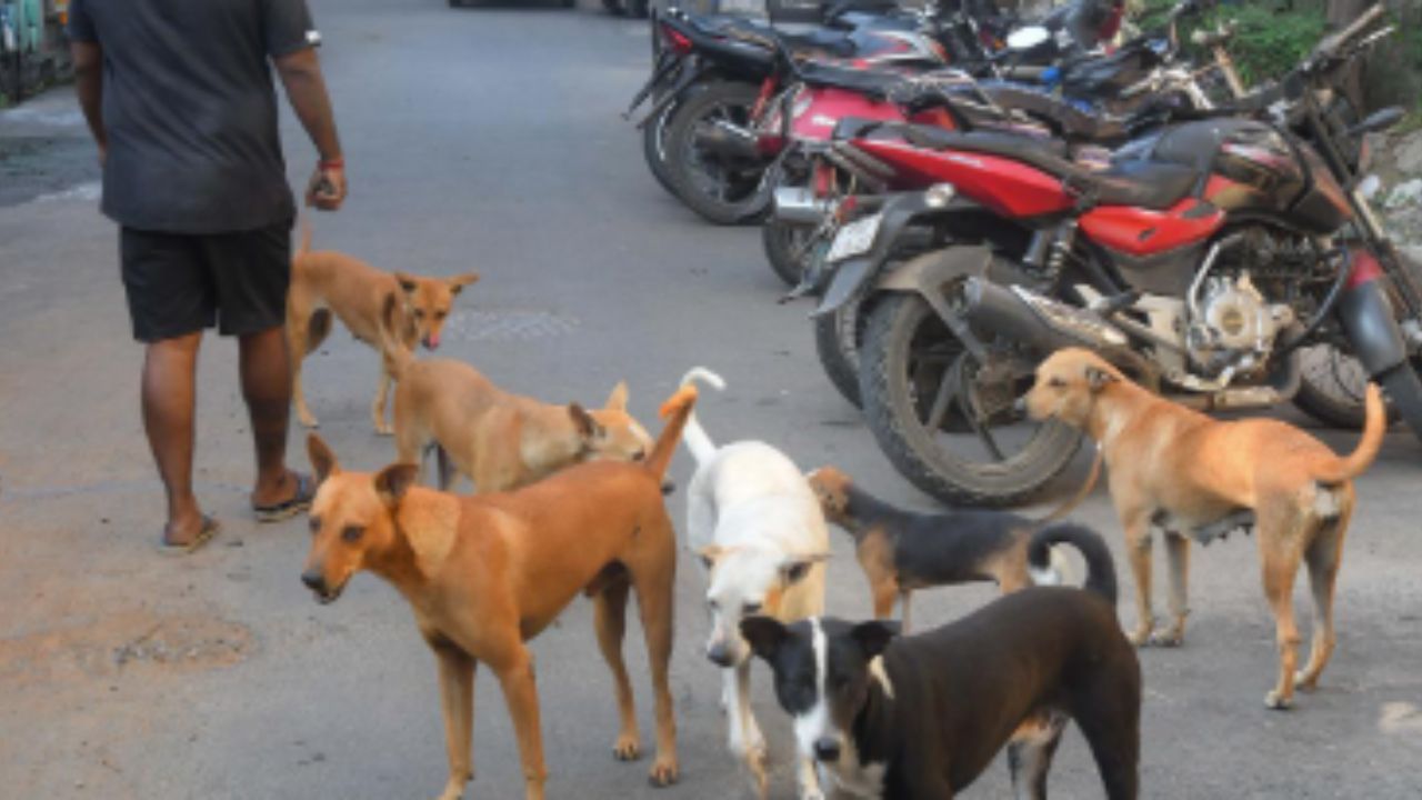 Euthanasia Stray Dogs : நோய் பாதித்த தெரு நாய்கள்.. கருணைக் கொலை செய்ய தமிழக அரசு அனுமதி!