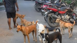 Euthanasia Stray Dogs : நோய் பாதித்த தெரு நாய்கள்.. கருணைக் கொலை செய்ய தமிழக அரசு அனுமதி!