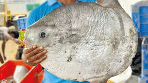 மீனவர்கள் வலையில் சிக்கிய அரிய வகை சூரிய மீன்.. ஆராய்சிக்கு எடுத்துச் சென்ற மீனவர்கள்!