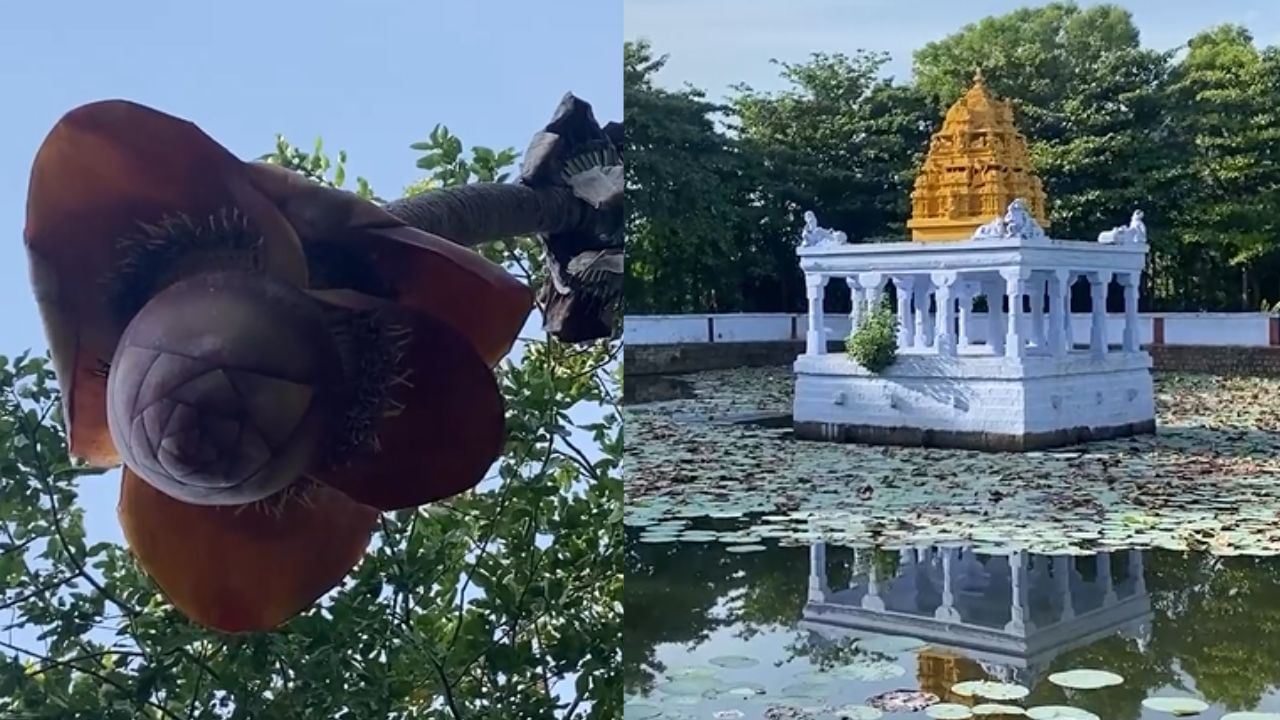 பாபநாசநாதர் கோயில் குளத்தில் பூக்கும் கல்வாழை மரம்.. சிறப்பம்சம் என்ன?